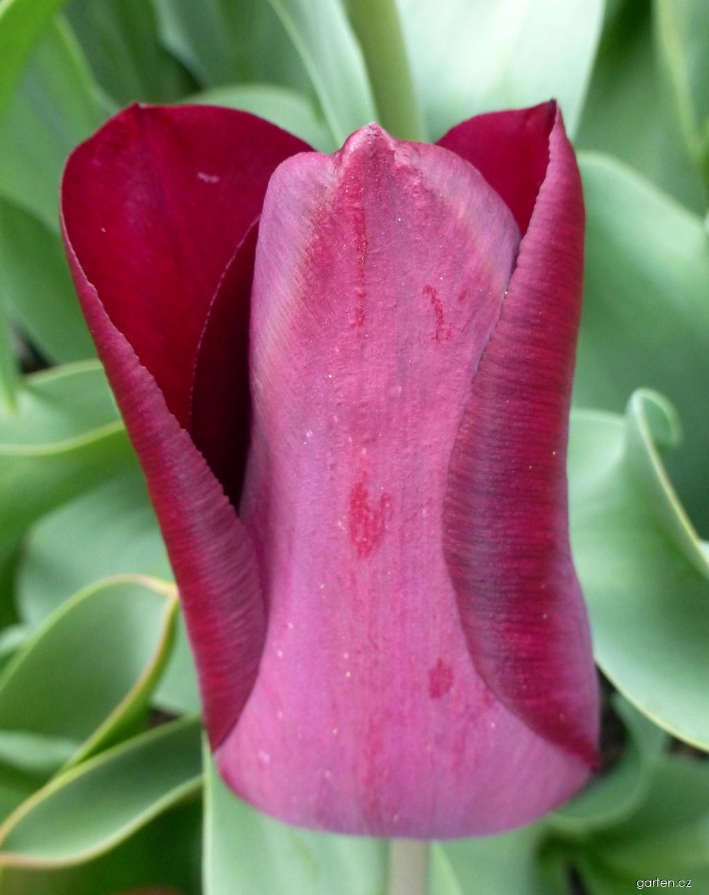 Tulipa Moták (tulipán) Tulipa Moták (tulipán)