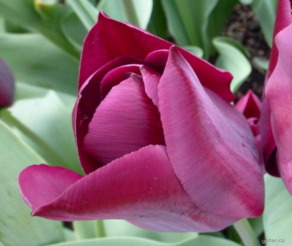 Tulipa Moták (tulipán) Tulipa Moták (tulipán)