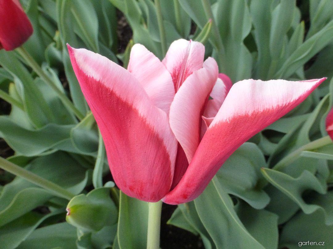 Tulipa Plameňák (tulipán) Tulipa Plameňák (tulipán)