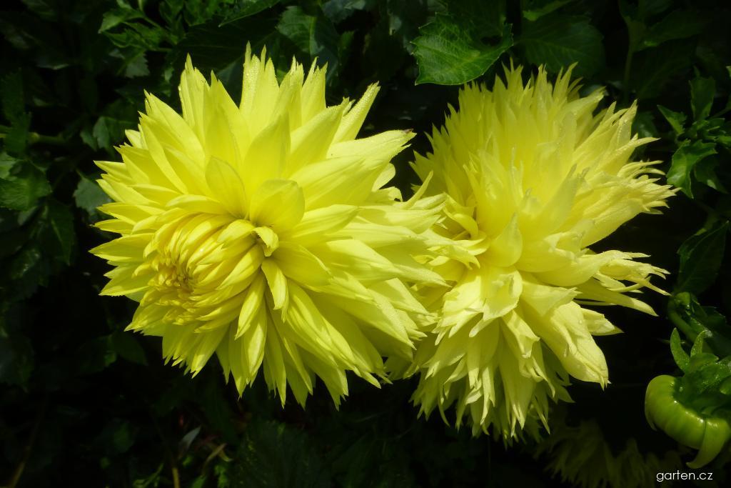 Dahlia Hale Bopp (jiřina) Dahlia Hale Bopp (jiřina)