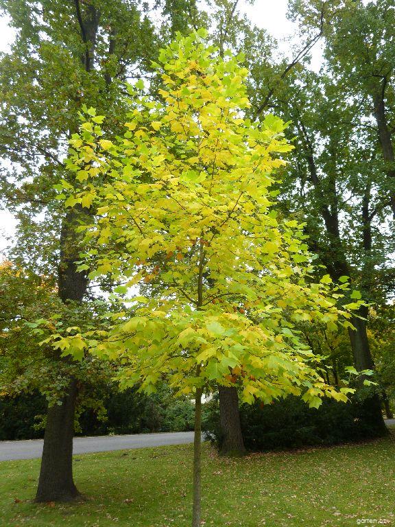 Liriodendron tulipifera L. (Liliovník tulipánokvětý) Liriodendron tulipifera L. (Liliovník tulipánokvětý)