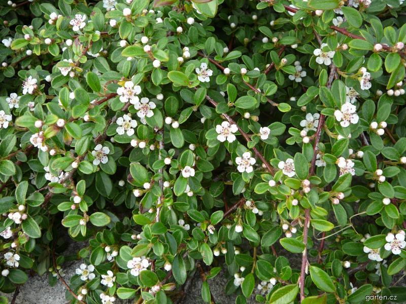 Cotoneaster dammeri SCHNEID. (skalník Dammerův) Cotoneaster dammeri SCHNEID. (skalník Dammerův)