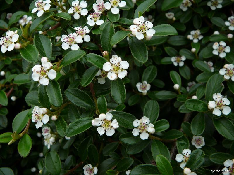 Cotoneaster dammeri SCHNEID. (skalník Dammerův) Cotoneaster dammeri SCHNEID. (skalník Dammerův)