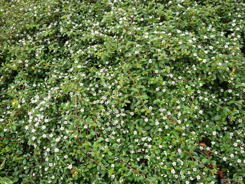 Cotoneaster dammeri SCHNEID. (skalník Dammerův) Cotoneaster dammeri SCHNEID. (skalník Dammerův)
