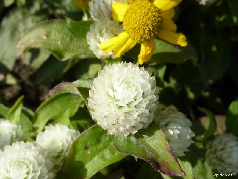 Gomphrena globosa L. (pestrovka kulovitá, laskavcovka) Gomphrena globosa L. (pestrovka kulovitá, laskavcovka)
