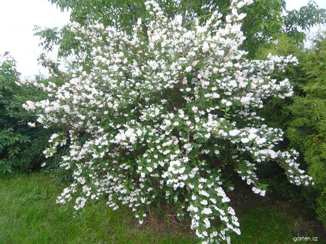 Deutzia scabra THUNB. (trojpuk drsný) Deutzia scabra THUNB. (trojpuk drsný)
