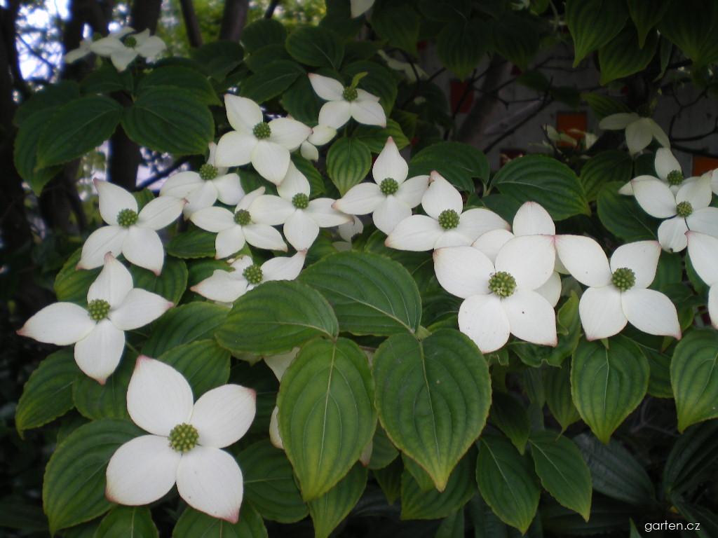 Cornus kousa (BUERG.) HANCE (svída japonská) Cornus kousa (BUERG.) HANCE (svída japonská)