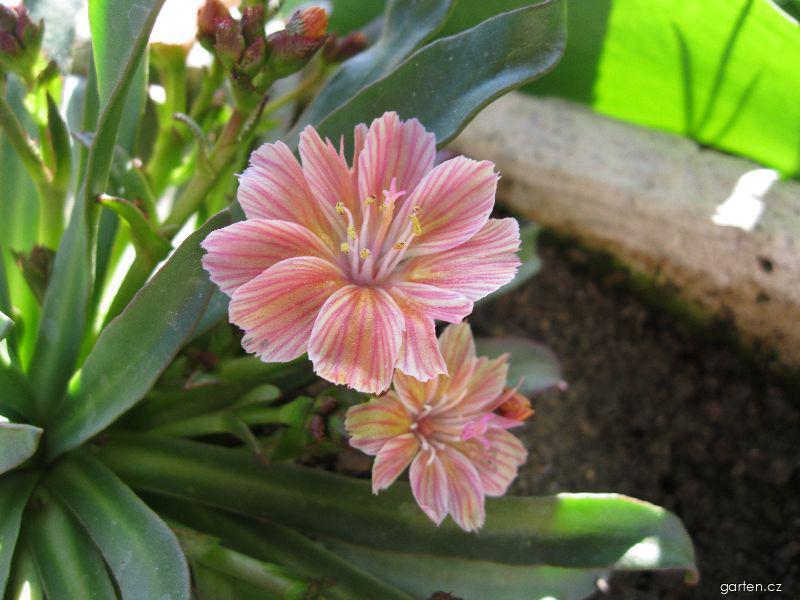 Lewisia cotyledon (S. Wats.) B.L. Robins. (levisie květnatá) Lewisia cotyledon (S. Wats.) B.L. Robins. (levisie květnatá)