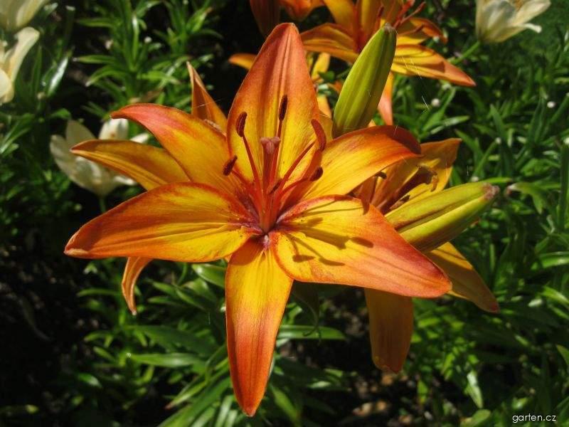 Lilium x hybridum Giraffe (lilie) Lilium x hybridum Giraffe (lilie)