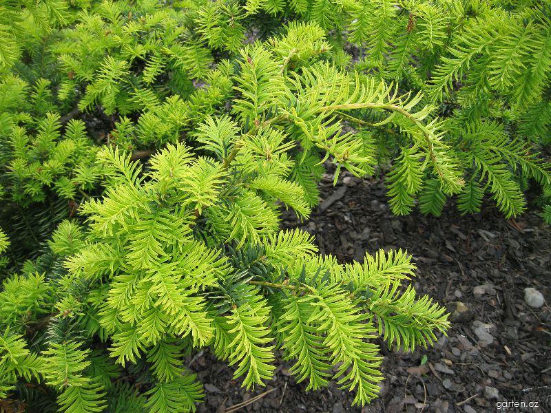 Taxus baccata L. (tis červený) Taxus baccata L. (tis červený)