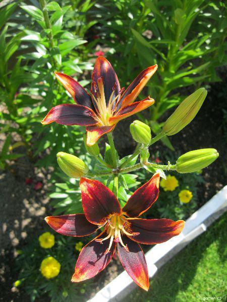 Lilium x hybridum Forever Susan (lilie) Lilium x hybridum Forever Susan (lilie)