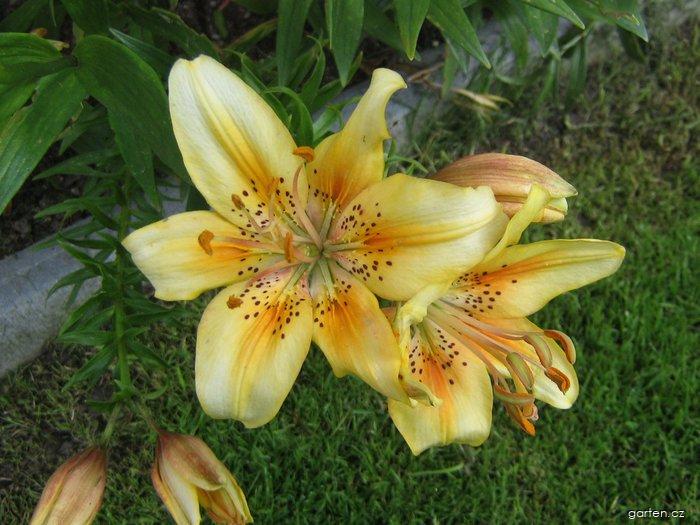 Lilium x hybridum Luxor (lilie) Lilium x hybridum Luxor (lilie)