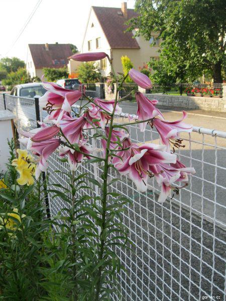Lilium x hybridum Friso (lilie) Lilium x hybridum Friso (lilie)