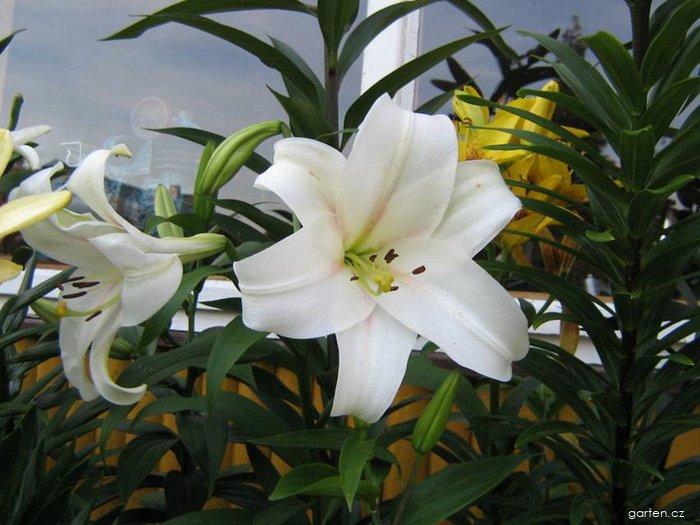 Lilium x hybridum Long Island (lilie) Lilium x hybridum Long Island (lilie)