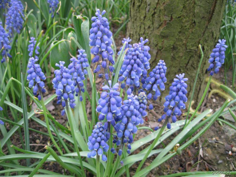 Muscari botryoides (L.) Mill. (modřenec širolistý) Muscari botryoides (L.) Mill. (modřenec širolistý)