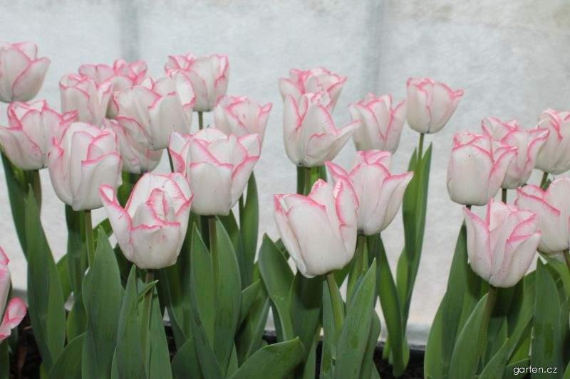 Tulipa Marjolein Bastin (tulipán) Tulipa Marjolein Bastin (tulipán)