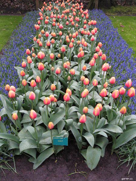 Tulipa Marit (tulipán) Tulipa Marit (tulipán)