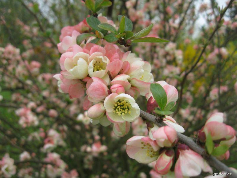 Chaenomeles speciosa Moerloosei (kdoulovec ozdobný) Chaenomeles speciosa Moerloosei (kdoulovec ozdobný)