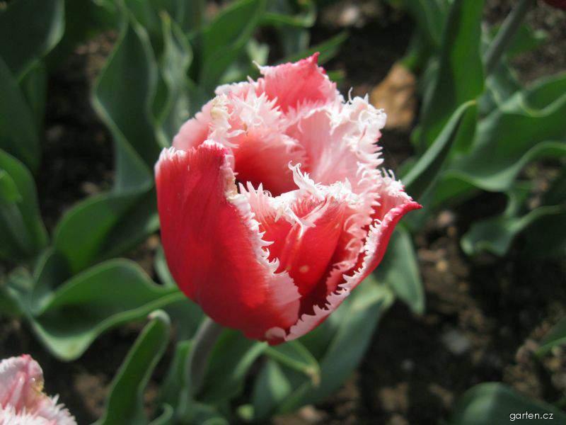 Tulipa Canasta (tulipán) Tulipa Canasta (tulipán)