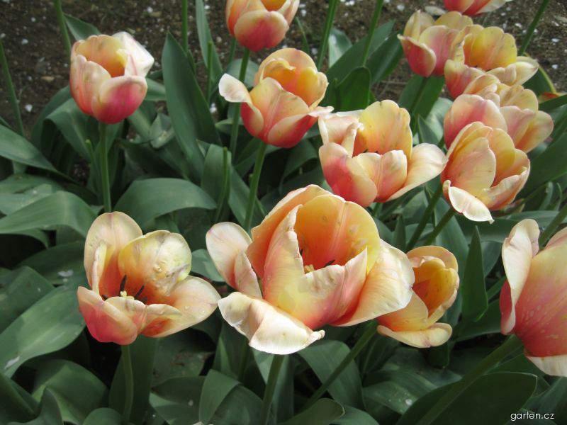 Tulipa Marit (tulipán) Tulipa Marit (tulipán)
