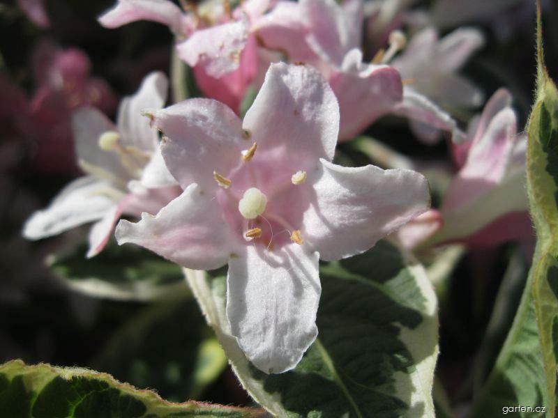 Weigela florida Nana Variegata (weigelie růžová) Weigela florida Nana Variegata (weigelie růžová)