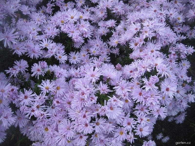 Symphyotrichum novi-belgii Rosenquarz (astřička novobelgická) Symphyotrichum novi-belgii Rosenquarz (astřička novobelgická)