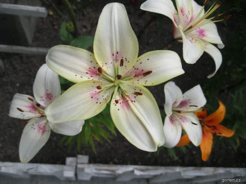 Lilium x hybridum Olympiáda (lilie) Lilium x hybridum Olympiáda (lilie)