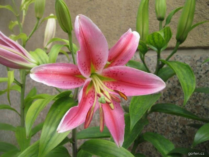 Lilium x hybridum Medusa (lilie) Lilium x hybridum Medusa (lilie)