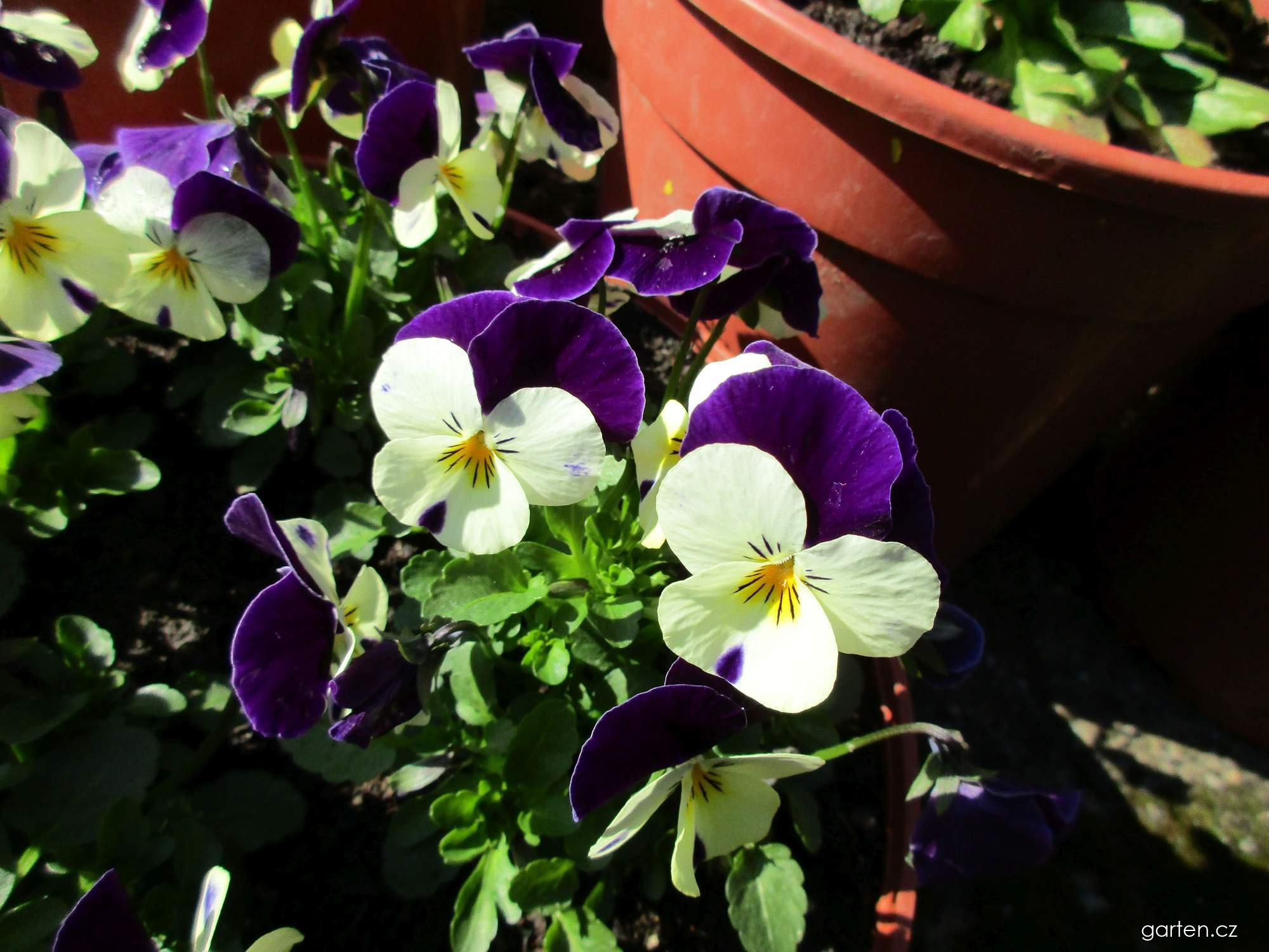 Viola cornuta (violka rohatá) Viola cornuta (violka rohatá)