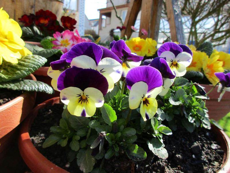 Viola cornuta (violka rohatá) Viola cornuta (violka rohatá)