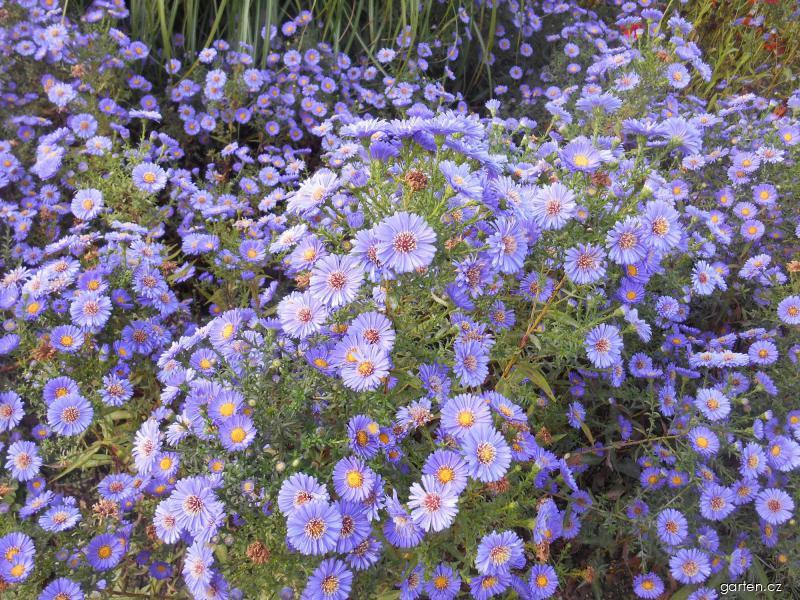 Symphyotrichum novi-belgii Schöne von Dietlikon (astřička novobelgická) Symphyotrichum novi-belgii Schöne von Dietlikon (astřička novobelgická)