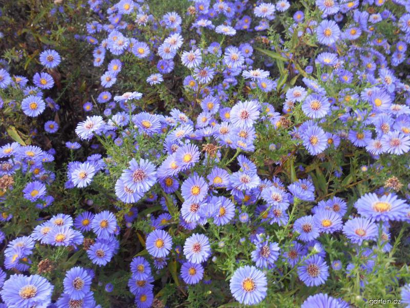 Symphyotrichum novi-belgii Schöne von Dietlikon (astřička novobelgická) Symphyotrichum novi-belgii Schöne von Dietlikon (astřička novobelgická)