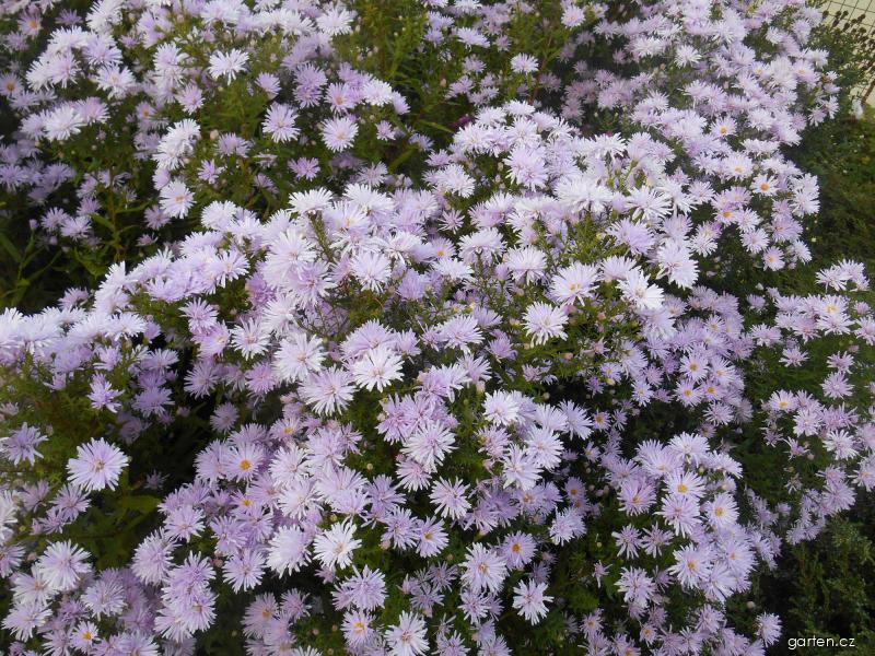 Symphyotrichum novi-belgii Rosenquarz (astřička novobelgická) Symphyotrichum novi-belgii Rosenquarz (astřička novobelgická)
