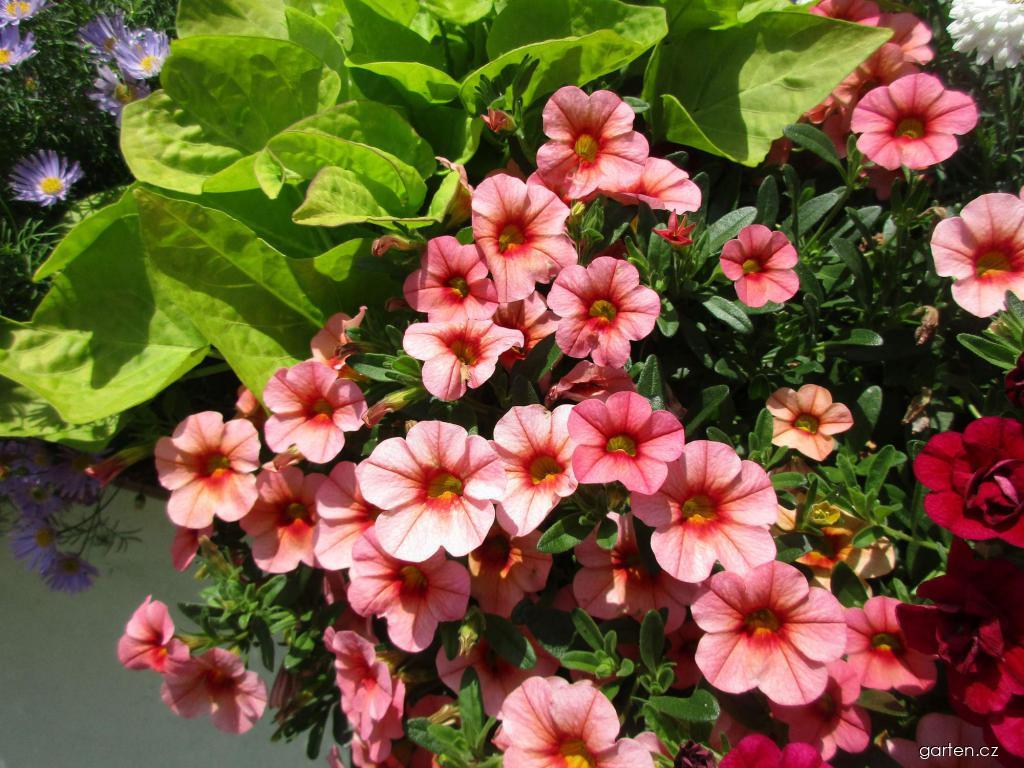 Calibrachoa (kalibrachoa) Calibrachoa (kalibrachoa)