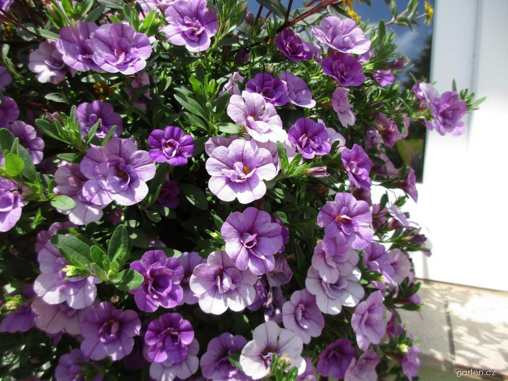 Calibrachoa (kalibrachoa) Calibrachoa (kalibrachoa)