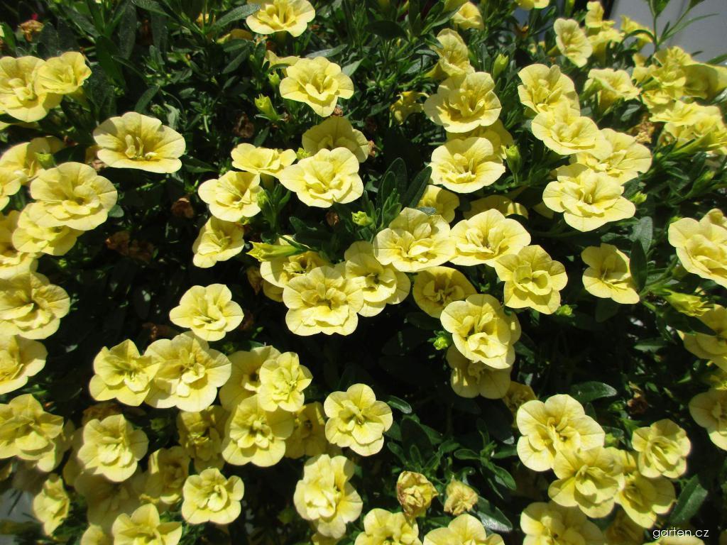 Calibrachoa (kalibrachoa) Calibrachoa (kalibrachoa)