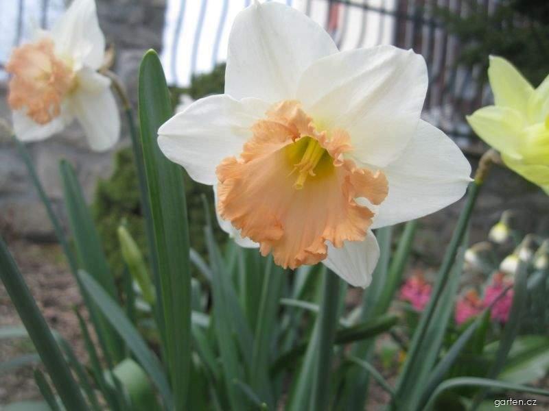 Narcissus British Gamble (narcis) Narcissus British Gamble (narcis)