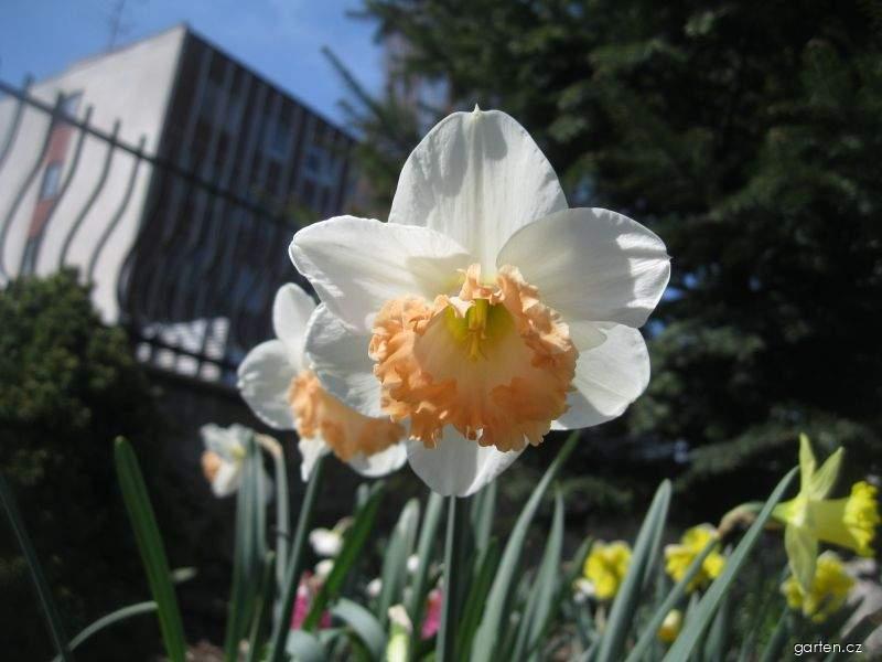 Narcissus British Gamble (narcis) Narcissus British Gamble (narcis)