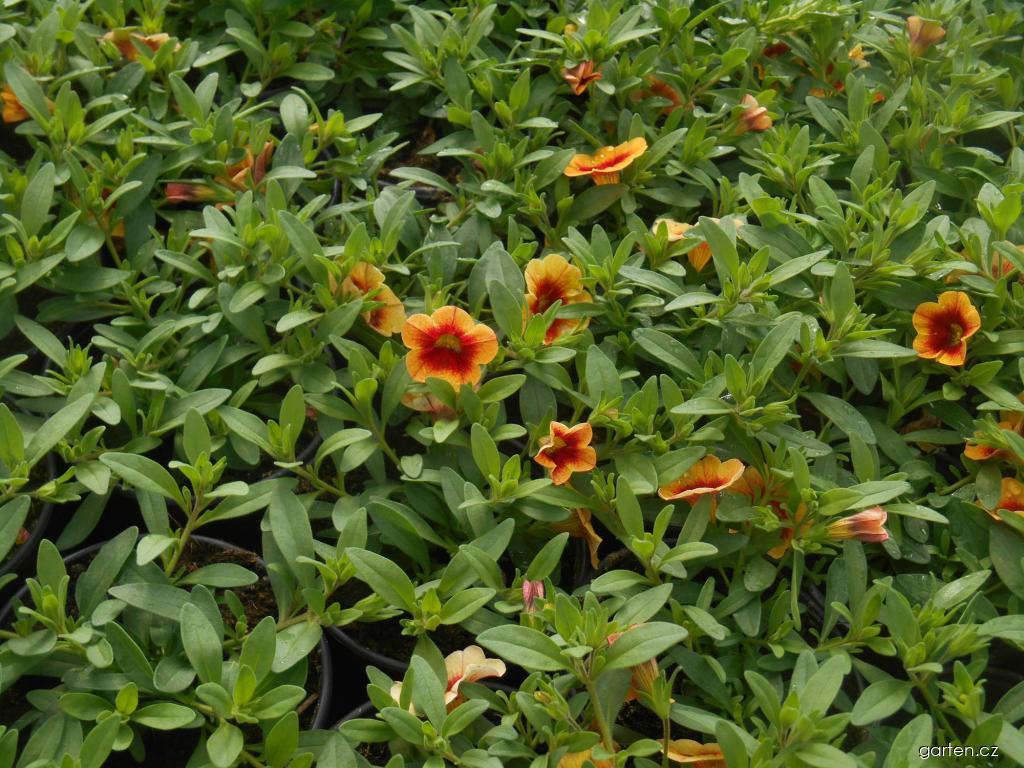Calibrachoa (kalibrachoa) Calibrachoa (kalibrachoa)