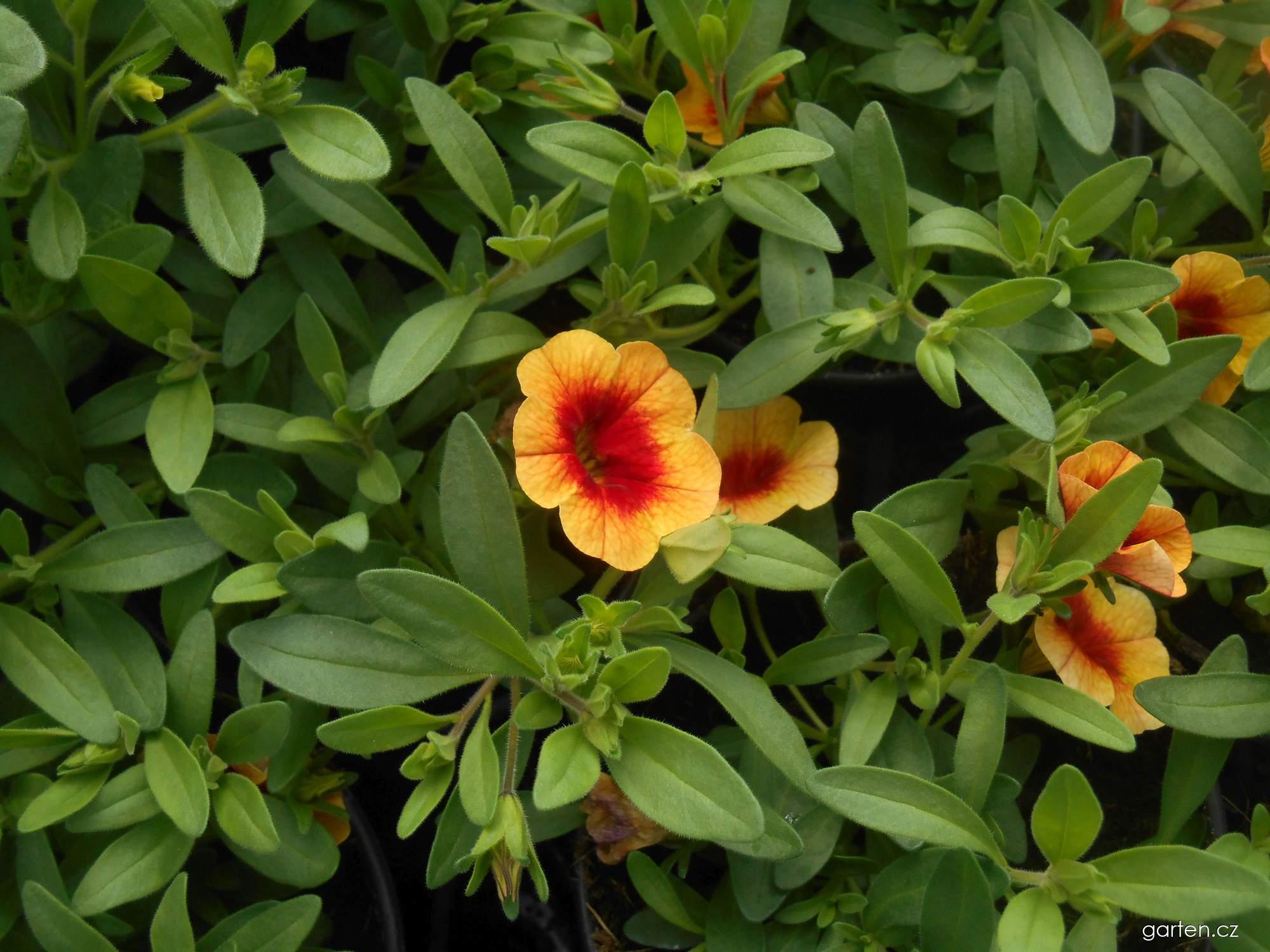 Calibrachoa (kalibrachoa) Calibrachoa (kalibrachoa)