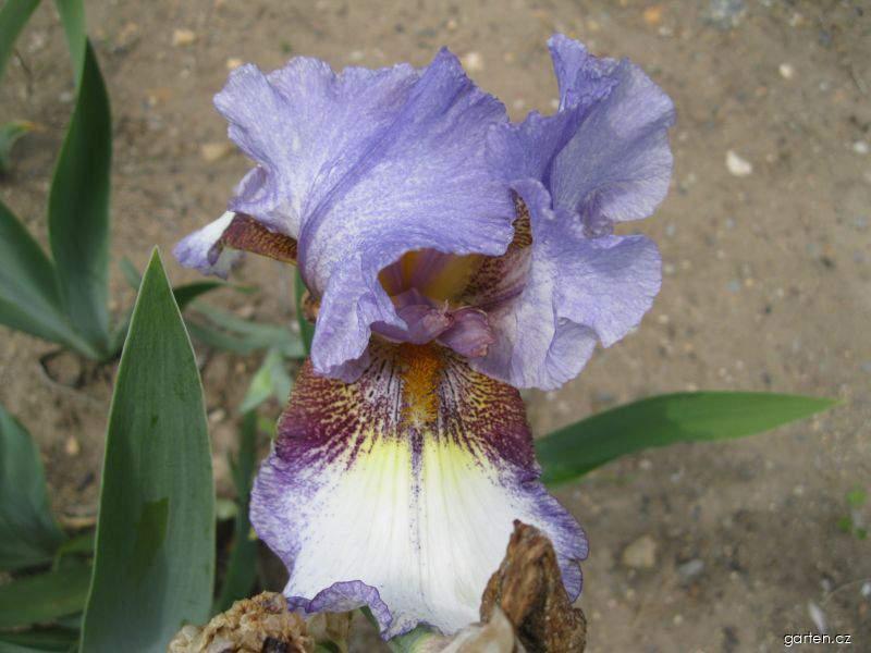 Iris barbata On the Go (kosatec zahradní) Iris barbata On the Go (kosatec zahradní)