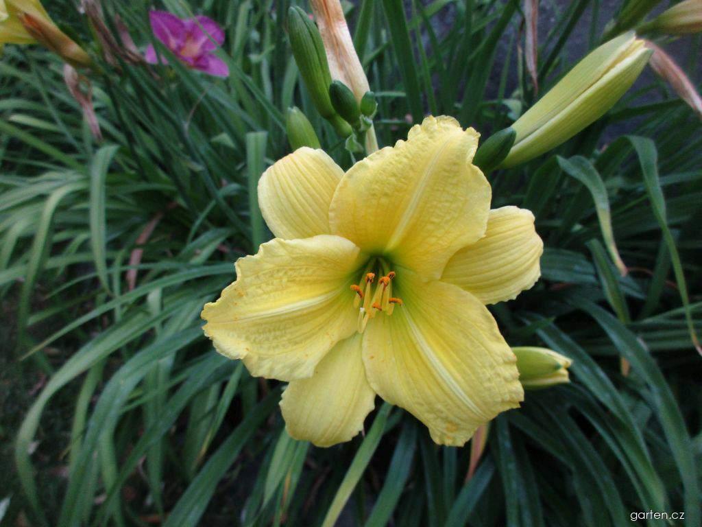 Hemerocallis Green Flutter Williamson, 1964 (denivka) Hemerocallis Green Flutter Williamson, 1964 (denivka)