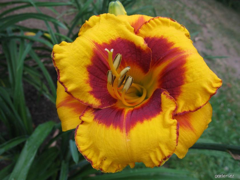 Hemerocallis Fooled Me (denivka) Hemerocallis Fooled Me (denivka)