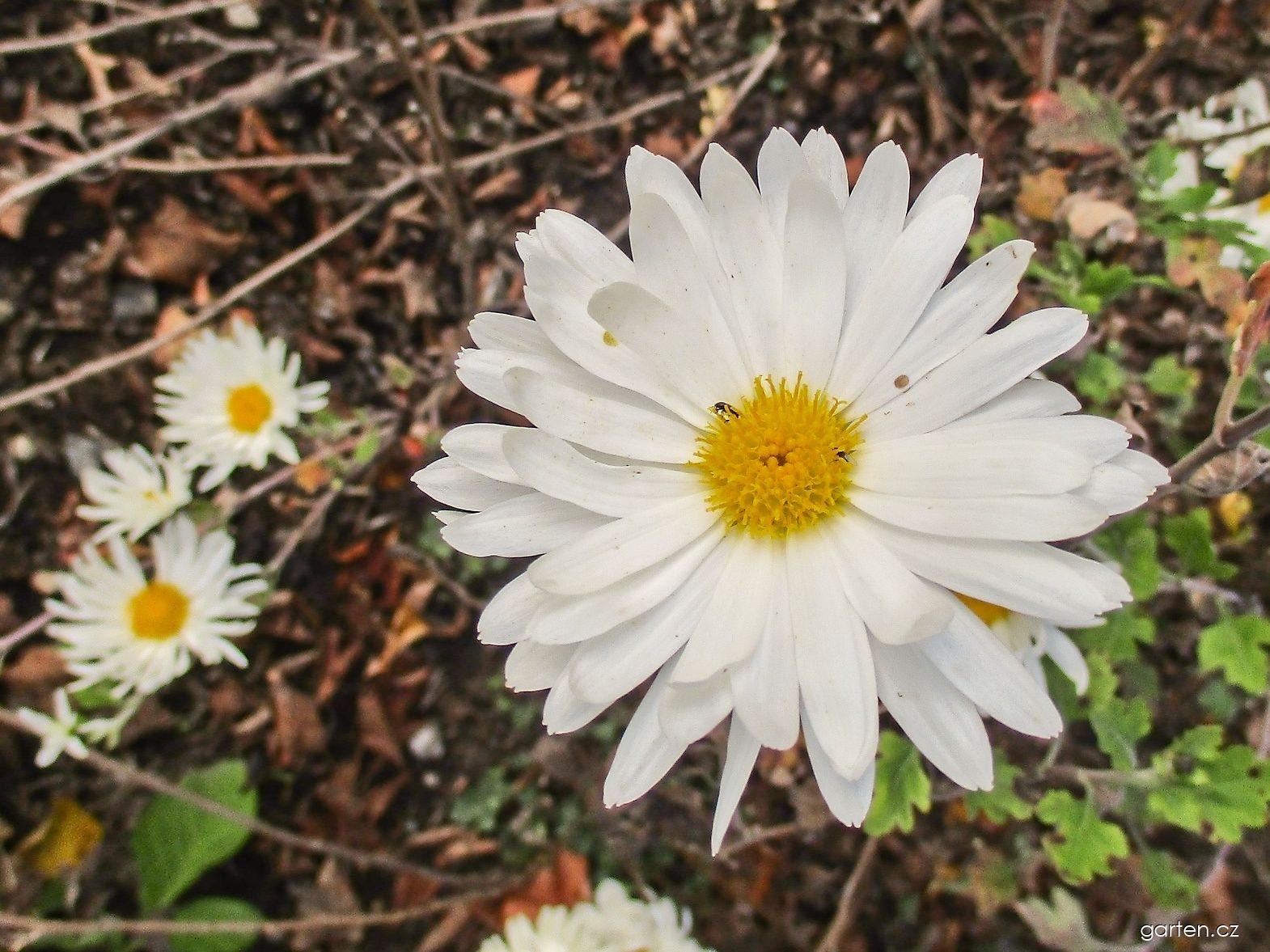 Chrysanthemum x morifolium White Tower (listopadka zahradní) Chrysanthemum x morifolium White Tower (listopadka zahradní)