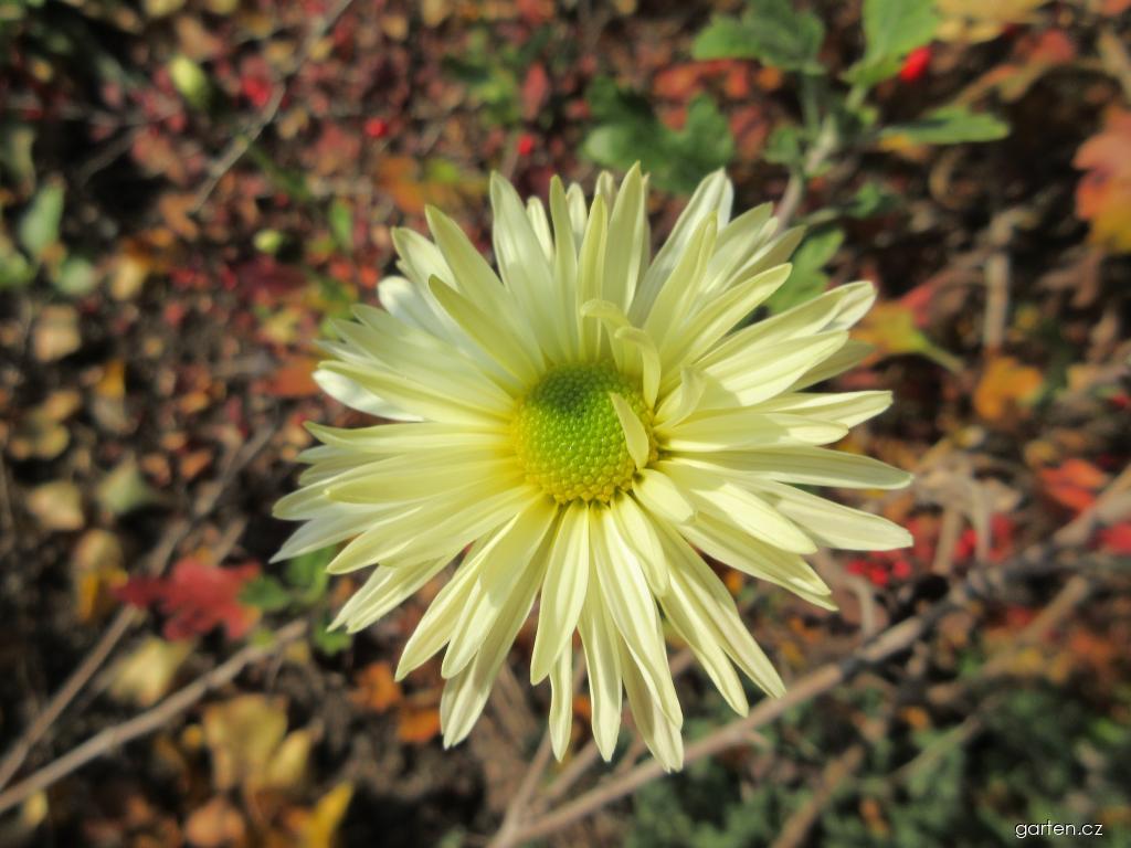 Chrysanthemum x morifolium White Tower (listopadka zahradní) Chrysanthemum x morifolium White Tower (listopadka zahradní)