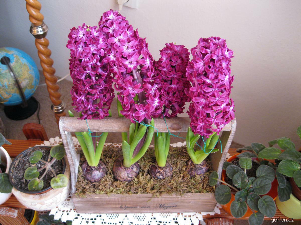 Hyacinthus orientalis L. (hyacint východní) Hyacinthus orientalis L. (hyacint východní)