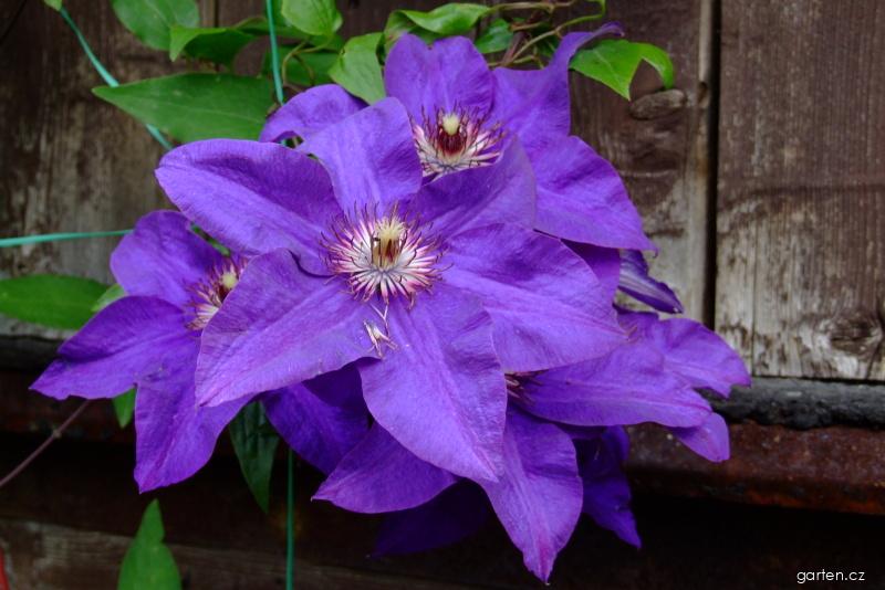 Clematis patens The President (plamének otevřený) Clematis patens The President (plamének otevřený)