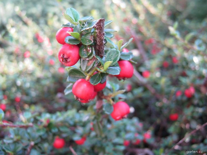 Cotoneaster dammeri SCHNEID. (skalník Dammerův) Cotoneaster dammeri SCHNEID. (skalník Dammerův)