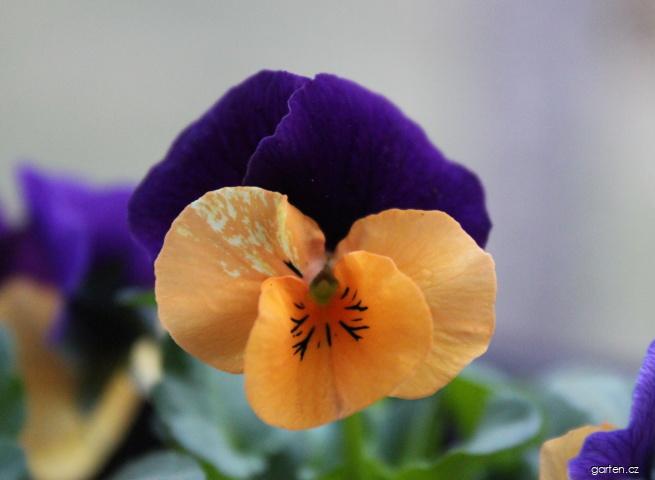 Viola cornuta (violka rohatá) Viola cornuta (violka rohatá)
