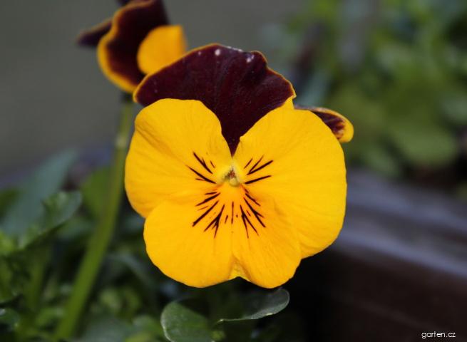 Viola cornuta (violka rohatá) Viola cornuta (violka rohatá)
